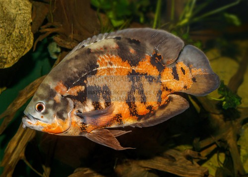 Oscar fish karlsruhe - oscar, zoo