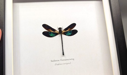 Sudanese gossamerwing - sudanese,