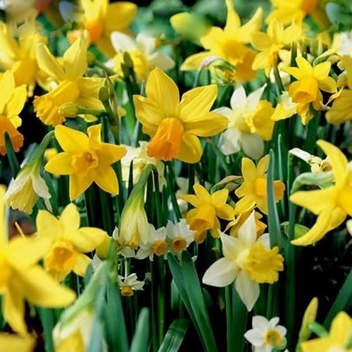 Narcissus mixed dwarf - narcissus,