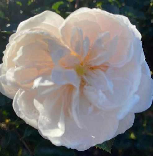 Macmillan nurse rose - nurse',