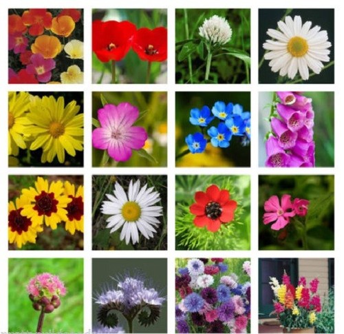 Meadow wild flower butterfly - meadow, &