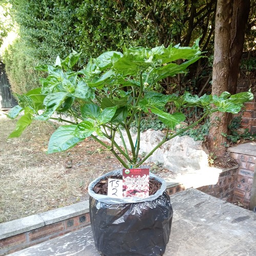 Trinidad moruga scorpion - trinidad,