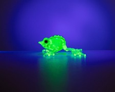 Glowing Glass Frog – Uranium