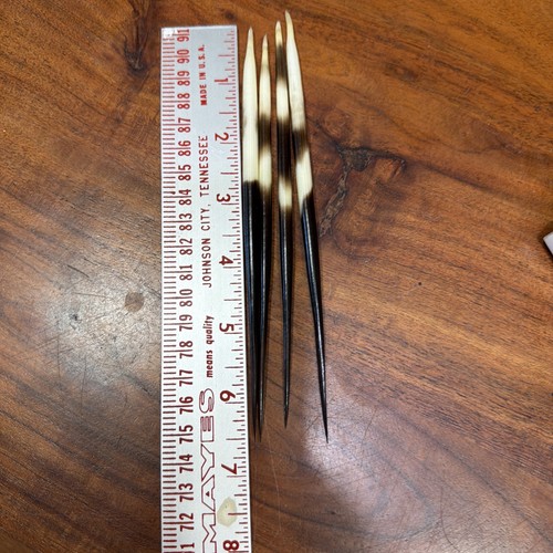 African porcupine quill - quill, (ea.)