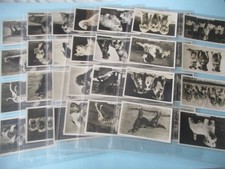 Senior Service, Dogs, Full Set of 48