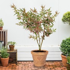 Japanese Acer Iyoshi