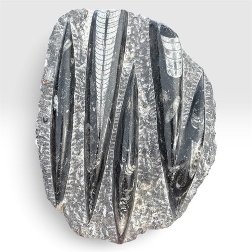 Orthoceras fossil plate - orthoceras,