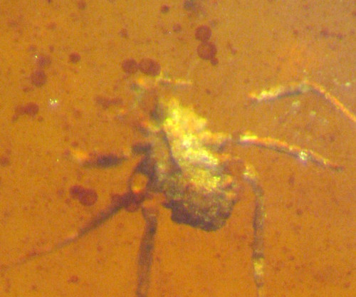 Cretaceous amber fossil - w/,