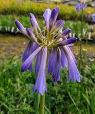 New Agapanthus inapertus