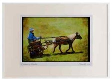 Horse 197030 Shetland Pony And