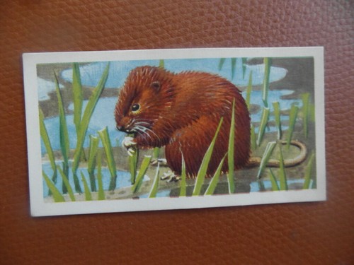 Brooke bond british - brooke,