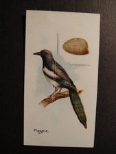 LAMBERT & BUTLER SET   BIRDS & EGGS   1906 #39 THE MAGPIE  CROW FAMILY