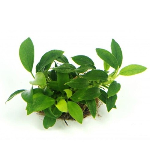 Anubias nana live - anubias,