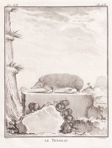 Tenrec hedgehog - tenrec,
