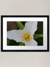 Trillium in Glacier National