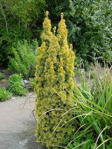 Taxus baccata standishii - taxus,