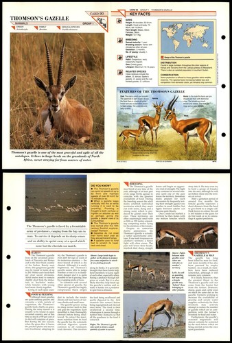Thomson gazelle 90 mammals - thomson's,