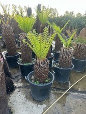 1 FtTrunk Dicksonia Antarctica  Premium Quality Tree Fern hardy