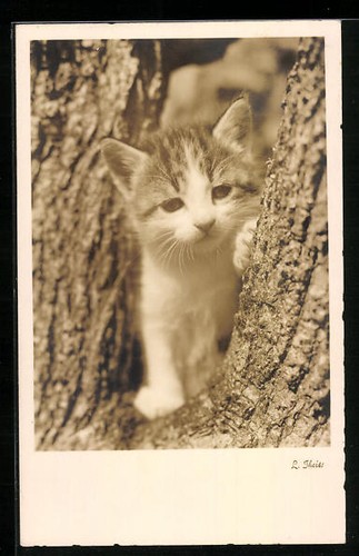 Postcard kitten between - , tree