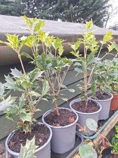 OSMANTHUS HETEROPHYLLUS