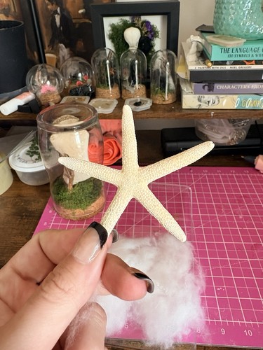 Genuine starfish dried - genuine,