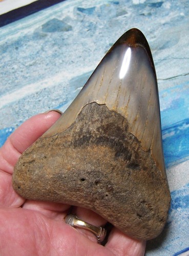 Megalodon shark tooth 8 - megalodon,
