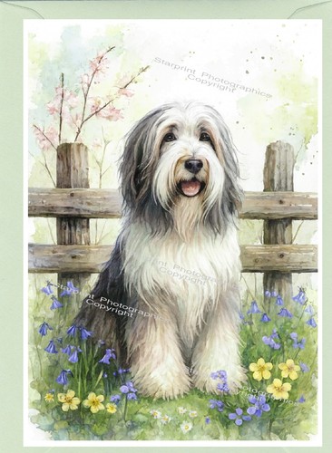 Bearded collie dog greetings - bearded,