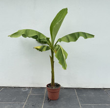Musa Basjoo Tall Hardy Banana Plant Exotic UK