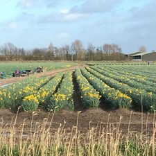 Mixed daffodil bulbs ready - mixed,