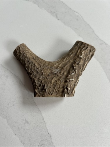 Single red deer stag - single, antler