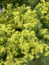 3x ALCHEMILLA MOLLIS LADYS