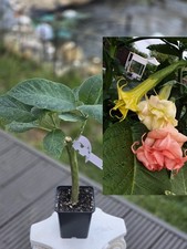 Brugmansia, Angel's Trumpet