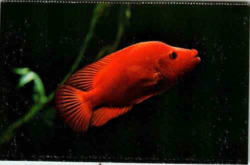 Postcard red devil detroit - red,