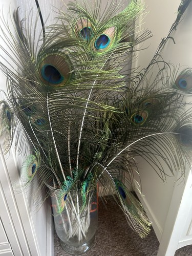 20x real peacock - real,