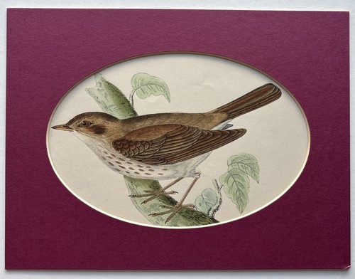 Antique 1896 hand - hand, coloured