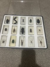 Resin Insects Beetles Acrylic