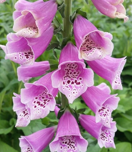 Foxglove rose hybrid - foxglove,