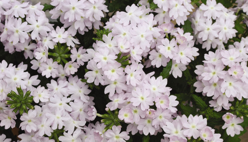 Verbena quartz silver plants - verbena,
