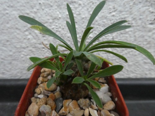 Euphorbia bupleurifolia - euphorbia,