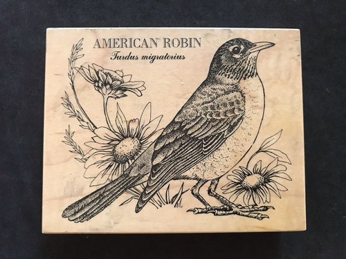 American robin detailed - american, bird