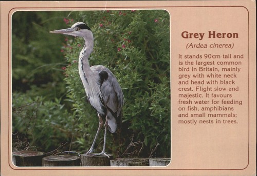 Vintage grey heron bird - vintage,