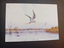 Art Postcard, J C Harrison, Common Terns in Broadlands, Unposted