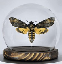 Acherontia Atropos. Deaths