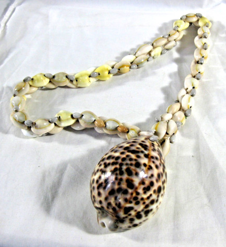 Large inches cowrie - 1/4,
