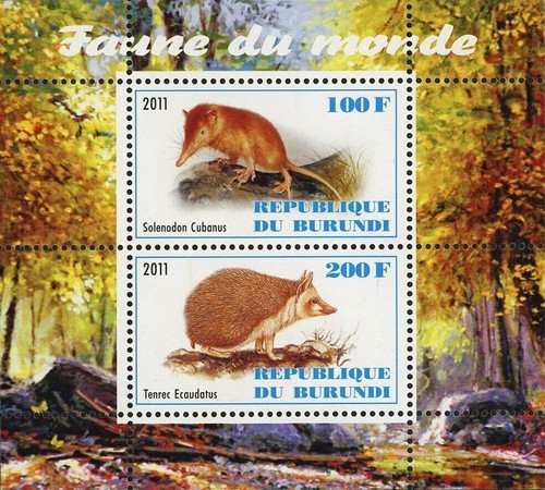 Solenodon stamp tenrec - solenodon,
