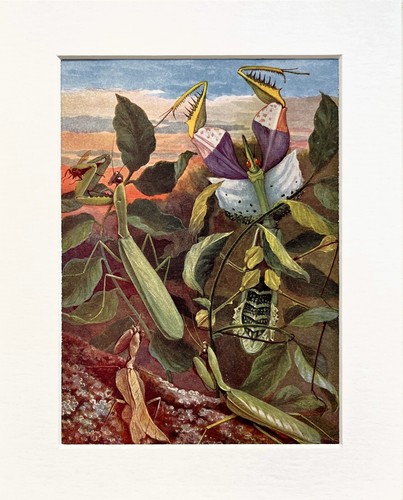Praying mantis mantids - praying, mantis,