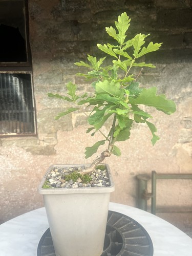 Oak bonsai starter tree - ,