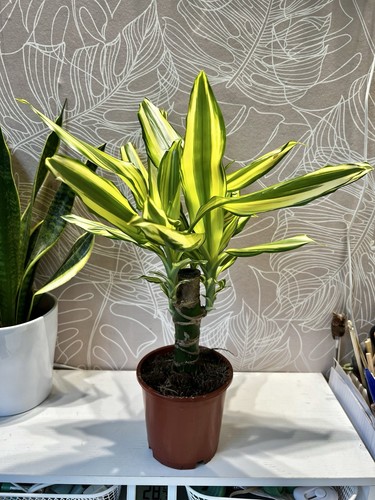 Dracaena fragrans indoor - dracaena,