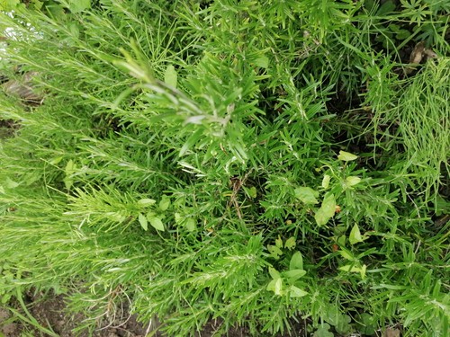 Bare root evergreen rosemary - bare,