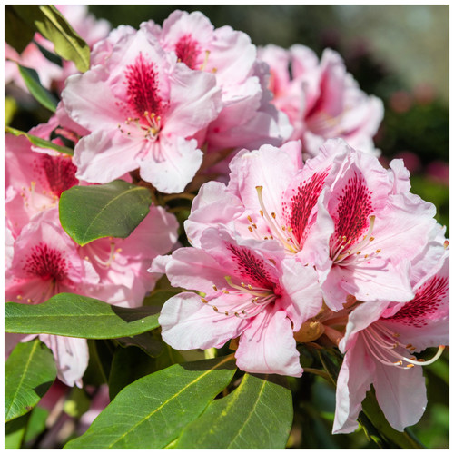 Rhododendron albert - rhododendron,